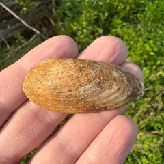 Rainbow Mussel thumbnail 1