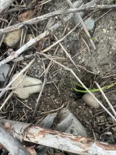 North American Water Vole thumbnail 2