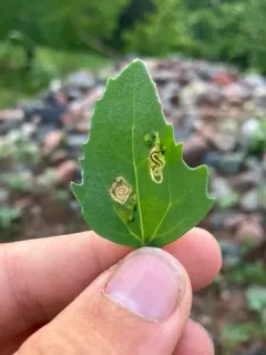 Spinach moth thumbnail 1