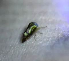 Ophiderma evelyna thumbnail 4