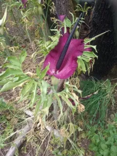 dragon arum thumbnail 4