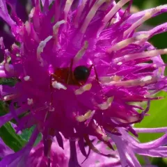 New York ironweed thumbnail 3