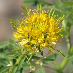 yellow beeplant thumbnail 3