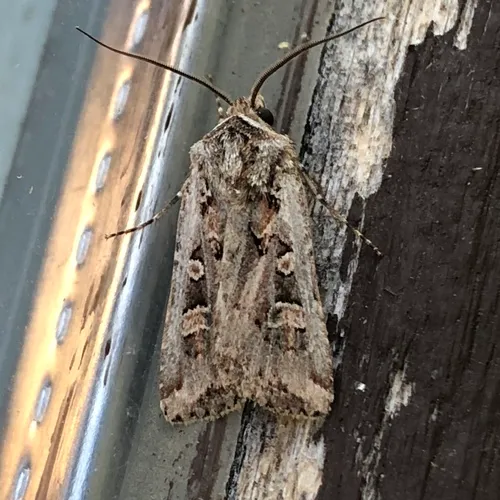Rubbed Dart