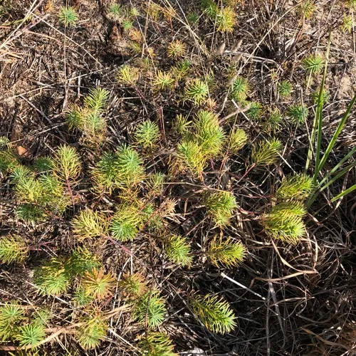 cypress spurge