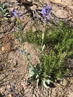 thickleaf beardtongue thumbnail 1