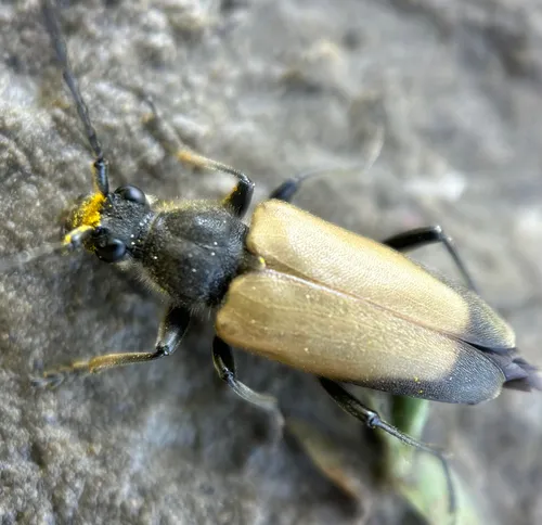 Minnesota Long-horned Beetle