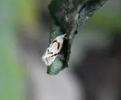 Aethes baloghi thumbnail 3