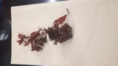Coccotylus truncatus thumbnail 1