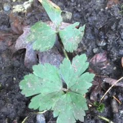 Creeping buttercup thumbnail 3