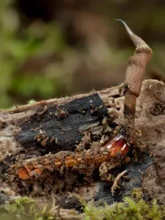 Ophiocordyceps stylophora thumbnail 4