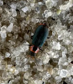 Eastern Coastal Collops thumbnail 2