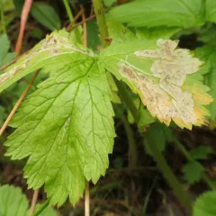 Agromyza idaeiana thumbnail 4