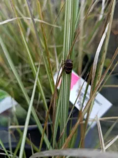 Two-lined Spittlebug thumbnail 4