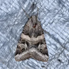 Drasteria divergens thumbnail 4