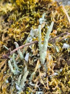 Cladonia norvegica thumbnail 2