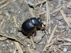 Stout Earth-boring Scarab Beetle thumbnail 4