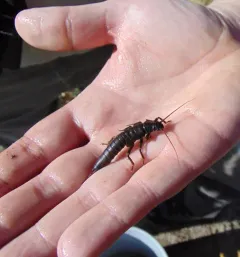 California Giant Stonefly thumbnail 3