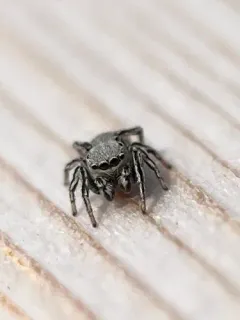 Attulus striatus thumbnail 3
