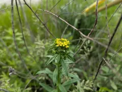Hawkweed-leaved Treacle-mustard thumbnail 1