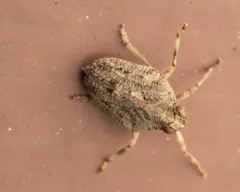 Issus coleoptratus thumbnail 4