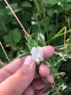 Yellow Vetch thumbnail 4