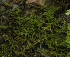 Metzgeria lindbergii thumbnail 2