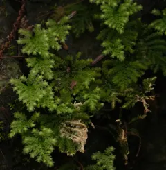 Faurie's hypopterygium moss thumbnail 3