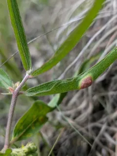 Puccinia bartholomaei thumbnail 2