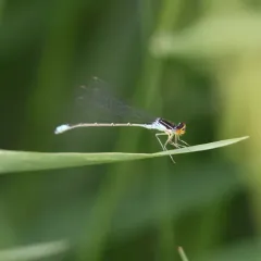Rainbow Bluet thumbnail 4