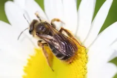 Commodius Miner Bee thumbnail 1