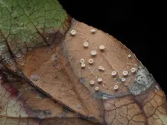 Lachnum gaultheriae thumbnail 4