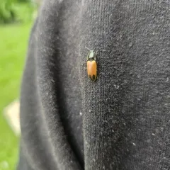 Poplar Click Beetle thumbnail 2