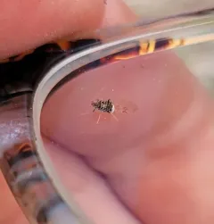 painted maple aphid thumbnail 4