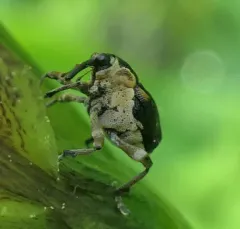 iris weevil thumbnail 3