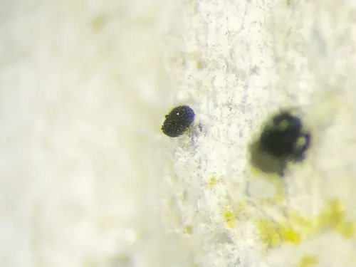 Chaenothecopsis brevipes