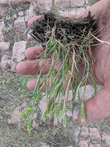 little barley