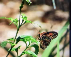 Gulf Fritillary thumbnail 3