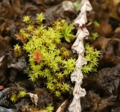 Hydrogonium amplexifolium thumbnail 3