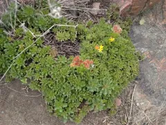 Hybrid Stonecrop thumbnail 2