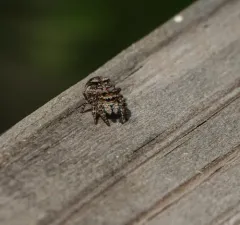 Flower Jumping Spider thumbnail 2