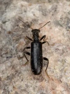 Cymatodera inornata thumbnail 4