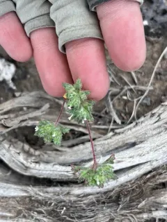 forked gilia thumbnail 2