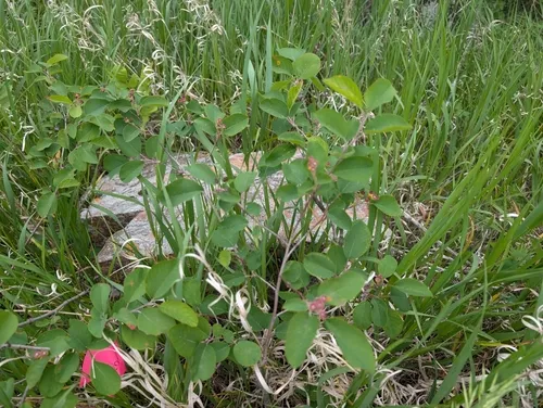 Low Serviceberry