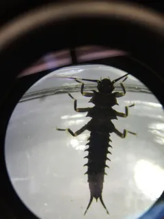 Spiny Salmonfly thumbnail 4
