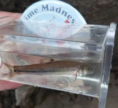 Bullhead Minnow thumbnail 4