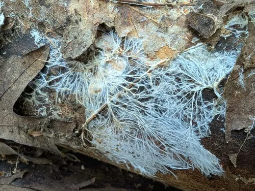 Phanerochaete sanguineocarnosa