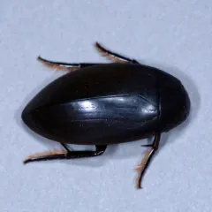 Giant Water Scavenger Beetle thumbnail 2