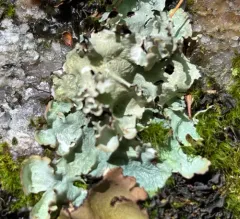 Sea Storm Lichen thumbnail 1