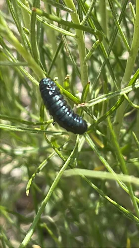 Rabbitbrush Beetle